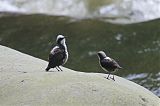 White-capped Dipper